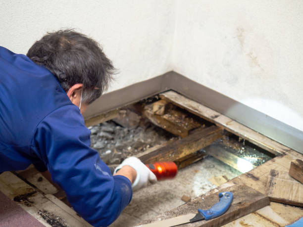 Best Basement Mold Removal  in Lake Linden, MI